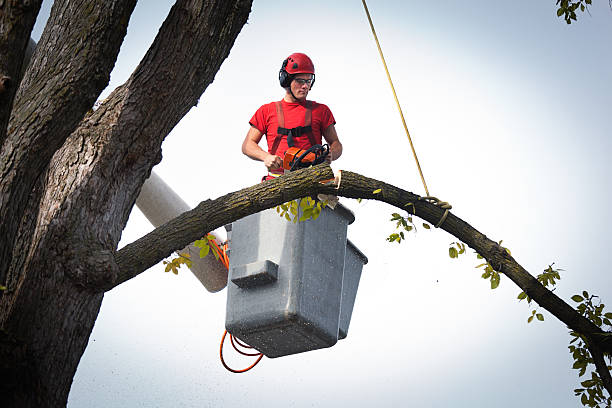 Best Arborist Services Near Me  in Great Falls, SC